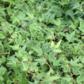 Buy Hedera helix 'Minature Needlepoint' online UK