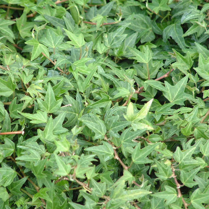 Buy Hedera helix 'Minature Needlepoint' online UK
