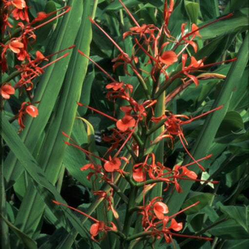 Buy Hedychium aurantiacum (Orange Ginger Lily) Bulbs online UK