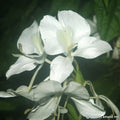 Buy Hedychium coronarium (Red Ginger Lily) Bulbs online UK