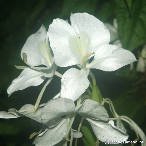 Buy Hedychium coronarium (Red Ginger Lily) Bulbs online UK