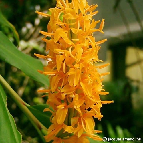 Buy Hedychium densiflorum (Dense Ginger Lily) Bulbs online UK