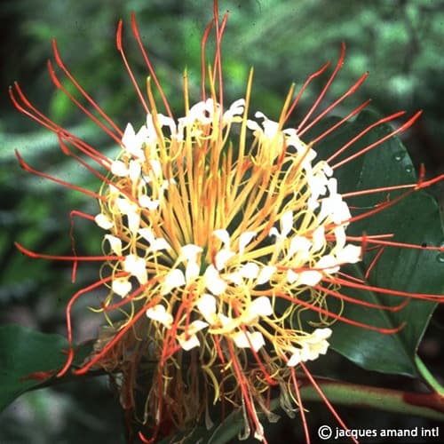 Buy Hedychium ellipticum (Shaving Brush Ginger) Bulbs online UK