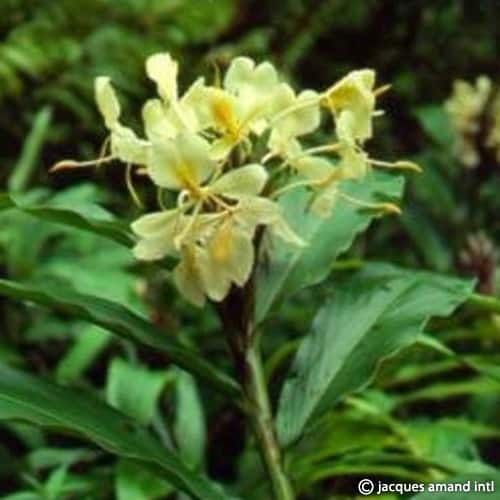 Buy Hedychium flavescens (Yellow Ginger) Bulbs online UK