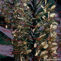 Buy Hedychium gardnerianum (Kahili Ginger) Bulbs online UK
