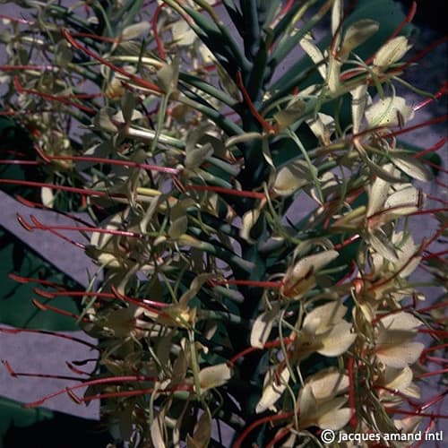 Buy Hedychium gardnerianum (Kahili Ginger) Bulbs online UK