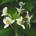 Buy Hedychium 'Gold Spot' Bulbs online UK