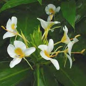 Buy Hedychium 'Gold Spot' Bulbs online UK