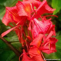 Buy Hedychium greenii (Red Ginger) Bulbs online UK