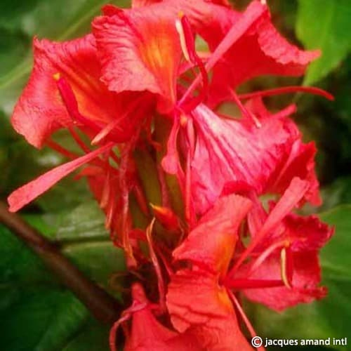 Buy Hedychium greenii (Red Ginger) Bulbs online UK