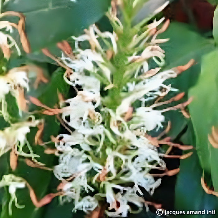 Buy Hedychium griffithianum (Griffith's Butterfly Ginger) Bulbs online UK