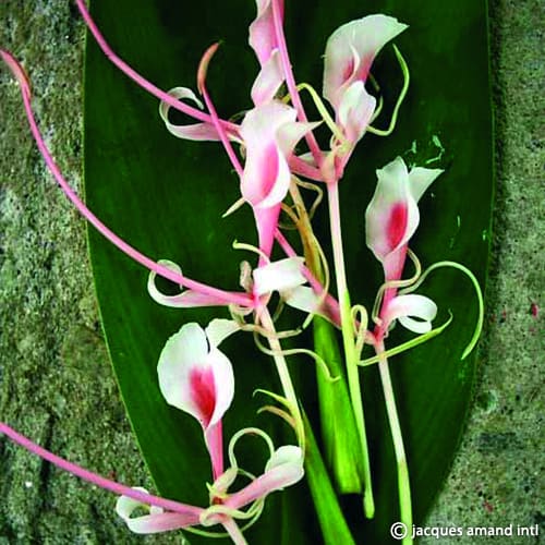 Buy Hedychium 'Himalayan Lipstick' Bulbs online UK