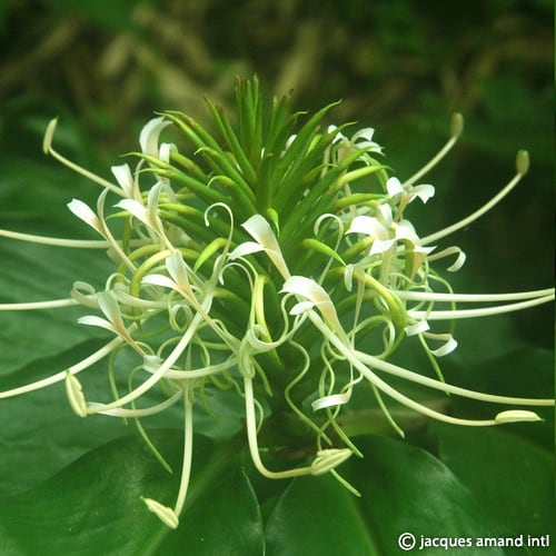 Buy Hedychium thyrsiforme (Pincushion Ginger) Bulbs online UK