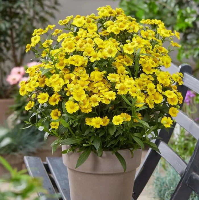 Buy Helenium autumnale 'Lemon Sundae' online UK