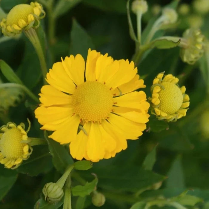 Buy Helenium autumnale 'Lemon Sundae' online UK