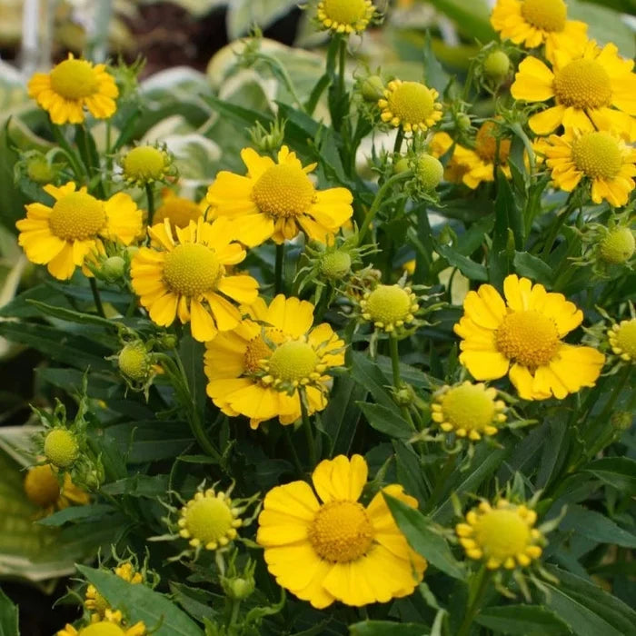 Buy Helenium autumnale 'Lemon Sundae' online UK