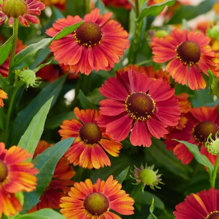 Buy Helenium 'Strawberry Sundae' online UK