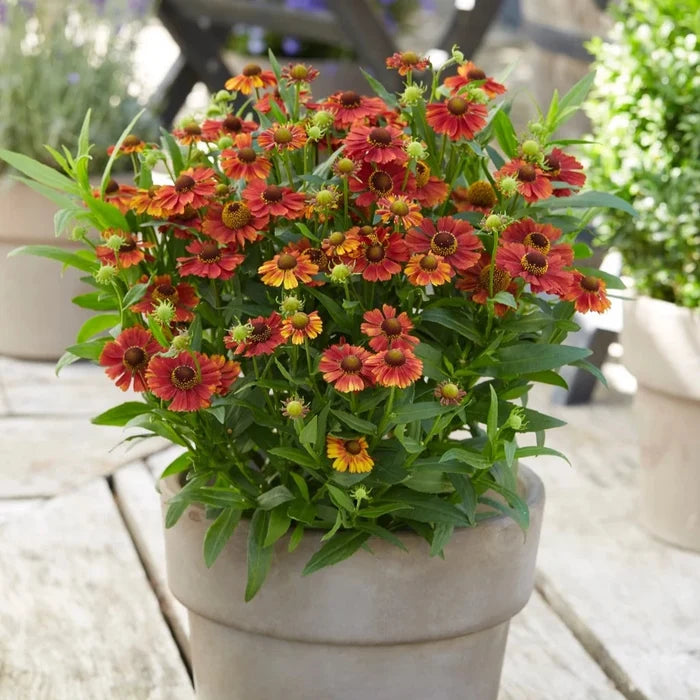 Buy Helenium 'Strawberry Sundae' online UK
