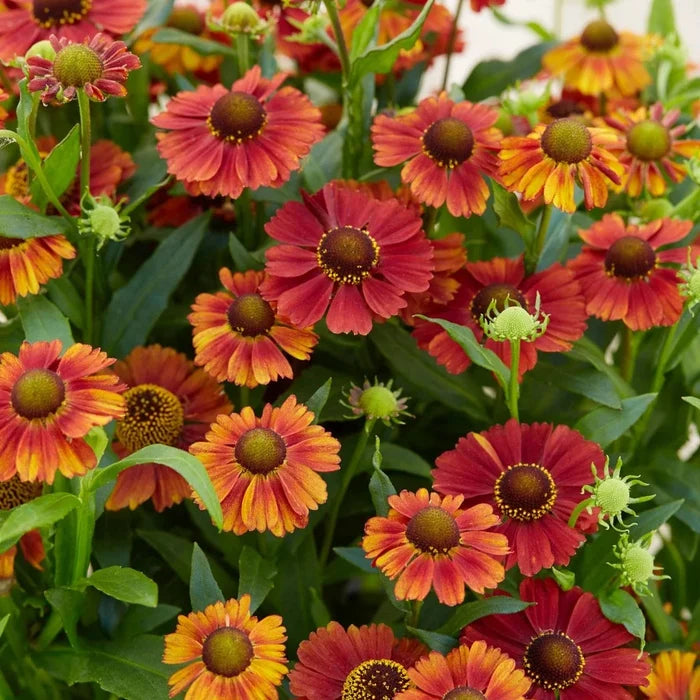Buy Helenium 'Strawberry Sundae' online UK