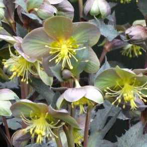 Buy Helleborus argutifolius 'Silver Lace' Bulbs online UK