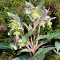 Buy Helleborus lividus (Blue-grey Hellebore) Bulbs online UK