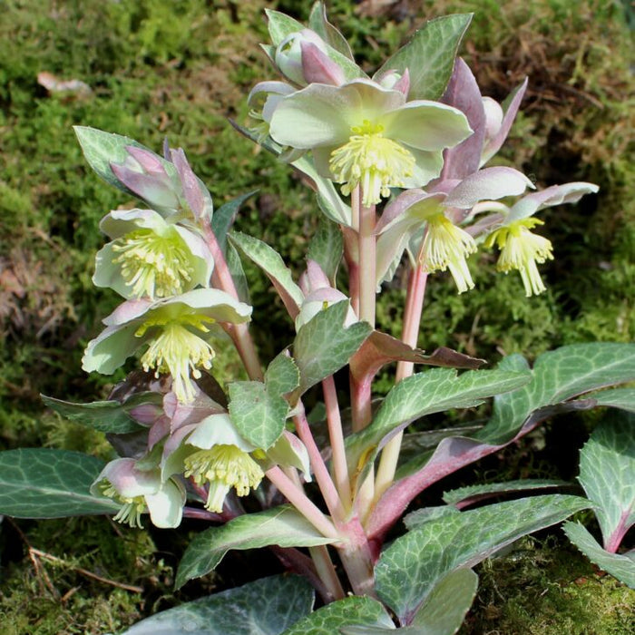 Buy Helleborus lividus (Blue-grey Hellebore) Bulbs online UK