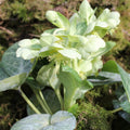 Buy Helleborus lividus 'White Marble' Bulbs online UK