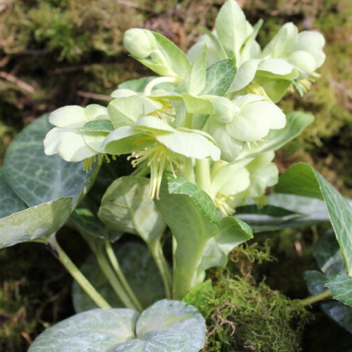 Buy Helleborus lividus 'White Marble' Bulbs online UK
