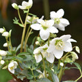 Buy Helleborus niger (Christmas Rose) Bulbs online UK