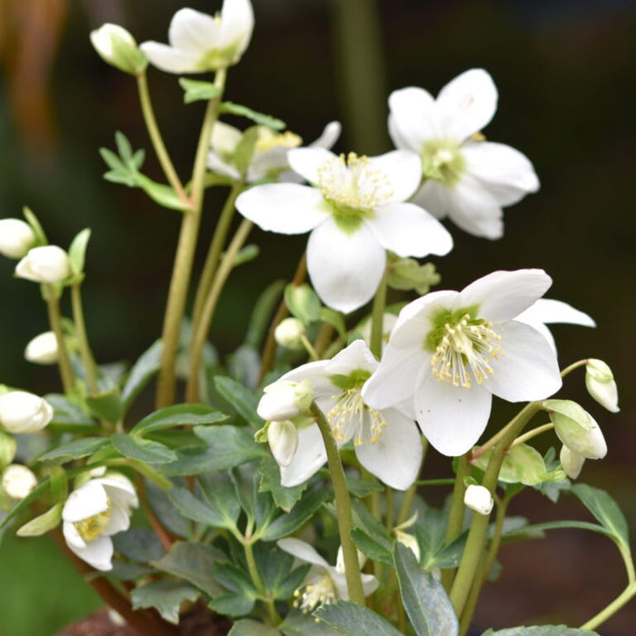 Buy Helleborus niger (Christmas Rose) Bulbs online UK