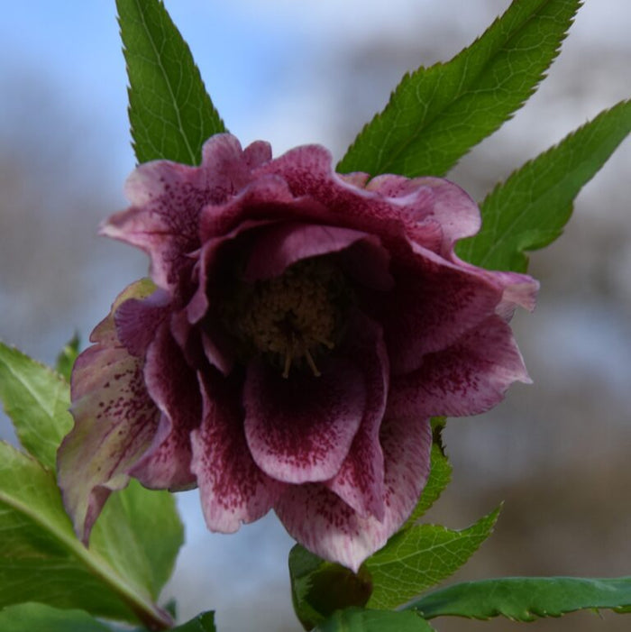 Buy Helleborus orientalis 'Double Dark Pink' Bulbs online UK