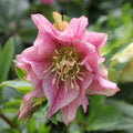 Buy Helleborus orientalis 'Double Light Pink' Bulbs online UK