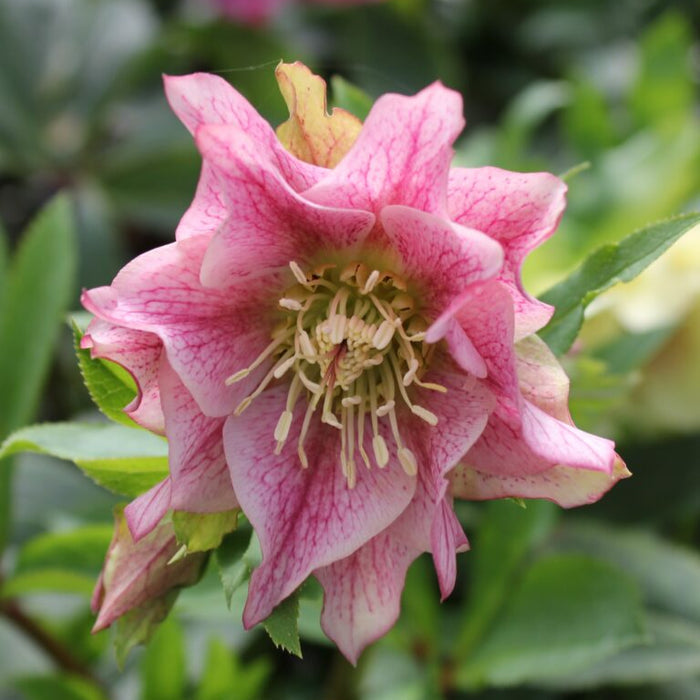Buy Helleborus orientalis 'Double Light Pink' Bulbs online UK