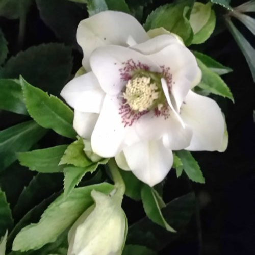 Buy Helleborus orientalis 'Double White' Bulbs online UK