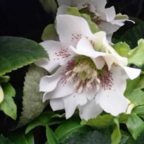 Buy Helleborus orientalis 'Double White' Bulbs online UK