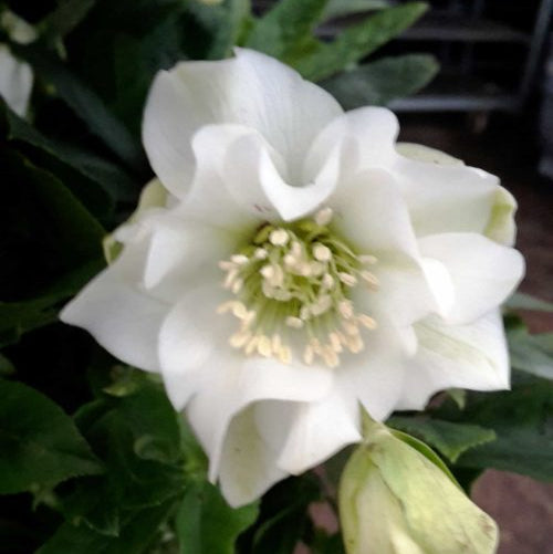 Buy Helleborus orientalis 'Double White' Bulbs online UK