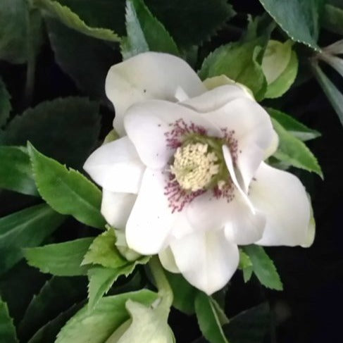 Buy Helleborus orientalis Doubles Mixture Bulbs online UK