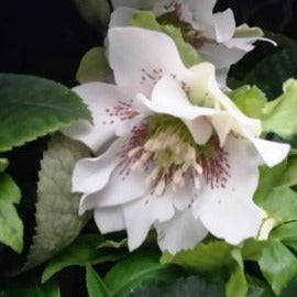 Buy Helleborus orientalis Doubles Mixture Bulbs online UK