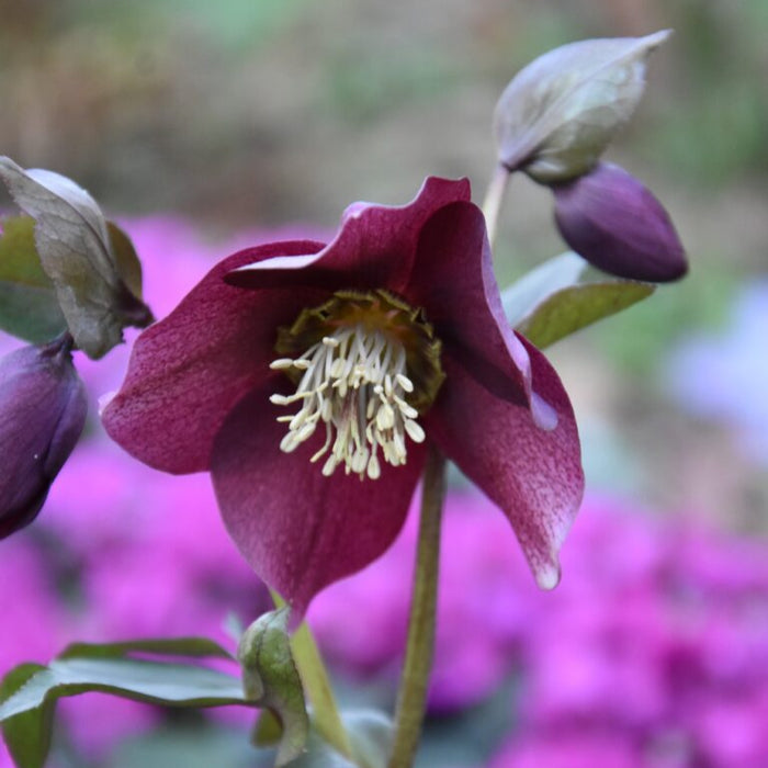 Buy Helleborus orientalis 'Single Purple' Bulbs online UK