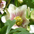 Buy Helleborus orientalis 'Single White Spotted' Bulbs online UK