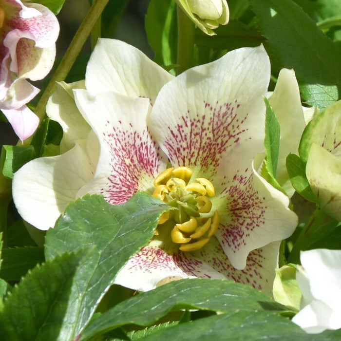 Buy Helleborus orientalis 'Single White Spotted' Bulbs online UK