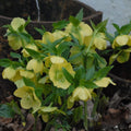 Buy Helleborus orientalis 'Single Yellow' Bulbs online UK