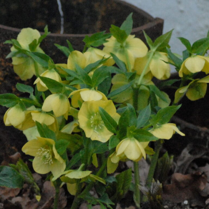 Buy Helleborus orientalis 'Single Yellow' Bulbs online UK