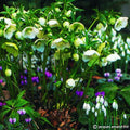 Buy Helleborus orientalis Singles Mixture Bulbs online UK