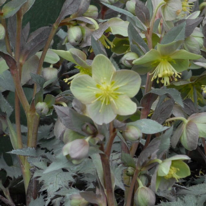 Buy Helleborus 'Silver Dollar' Bulbs online UK