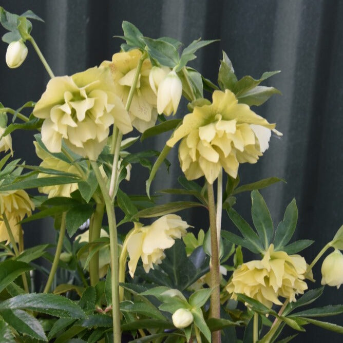 Buy Helleborus x hybridus 'Double Yellow' Bulbs online UK