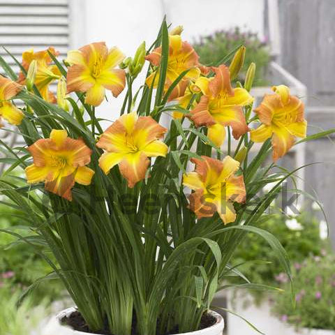 Buy Hemerocallis 'EveryDaylily Punch Yellow' online UK