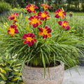 Buy Hemerocallis 'EveryDaylily Red Rib' online UK