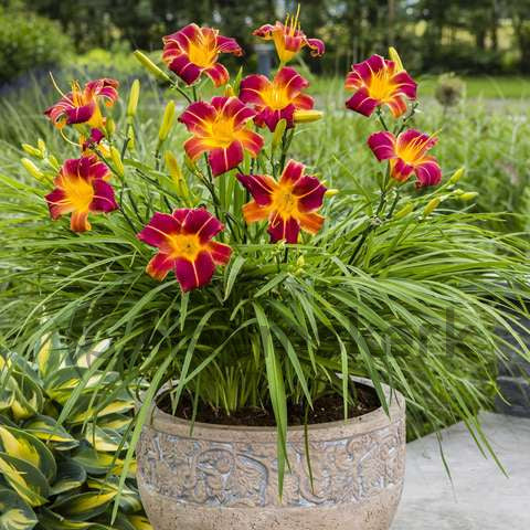 Buy Hemerocallis 'EveryDaylily Red Rib' online UK