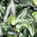 Buy Hemionitus arifolia (Heart Fern) online UK